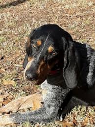 Bluetick coonhound puppies for sale. Bluetick Coonhound Rescue Dogs For Adoption Near Hattiesburg Mississippi Petcurious