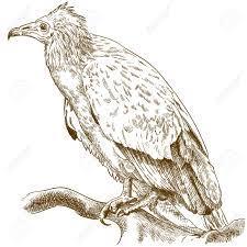 Animal drawings that have a lovely twist in their detailing. Vector Antique Engraving Drawing Illustration Of Egyptian Vulture Royalty Free Cliparts Vectors And Stock Illustration Image 101975476