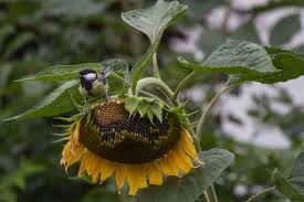 We did not find results for: Birds And Squirrels Eating Sunflower Heads Preventing Bird And Squirrel Sunflower Damage