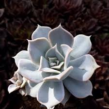 You can get cactus and succulents. Succulents Cacti Depot Online Shop Shopee Philippines