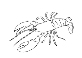 To buy the marker go here: How To Draw A Lobster Step By Step Easy Animals 2 Draw