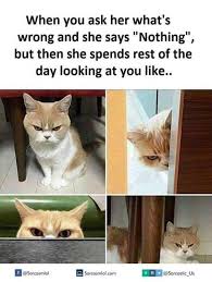Image Result For Funny Short Girl Memes Funny Cat Memes Funny Relatable Memes Funny Animal Memes