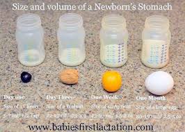 Visual Know The Size Volume Of Your Newborn Baby S Stomach Baby Milk Baby Stomach Size Newborn Stomach Size