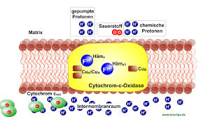 Als protonenpumpe werden in der biochemie und physiologie allgemein transmembranproteine bezeichnet, die protonen über eine biologische membran, gegen einen elektrochemischen gradienten, transportieren. Endoxidation Atmungskette Und Oxidative Phosphorylierung Bioclips De