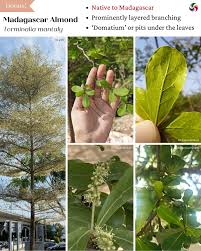 Image result for Terminalia stuhlmannii