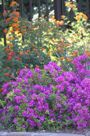 Hours may change under current circumstances Arizona Flowers Arizona Landscape Plants Arizona Plants