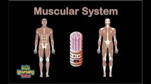 Human muscle system, the muscles of the human body that work the skeletal system, that are under voluntary control, and that are concerned with movement, posture, and balance. Muscular System Song Human Body Systems Youtube
