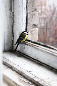 Pet Birds That Don T Fly Away Pin By Cristina On Birds Birds Beautiful Birds Animals Beautiful