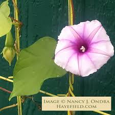 Image result for Ipomoea turbinata