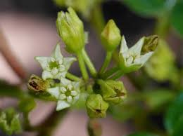 Image result for Rhamnaceae