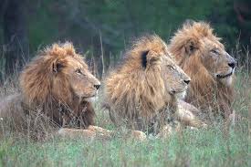 Check spelling or type a new query. African Lion Coalition Of 3 4 V Titanoboa Cerrejonensis Carnivora