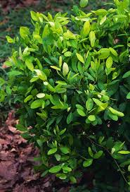 Kokain dibuat dari daun tanaman erythroxylum coca yang sudah diekstrak dan dimurnikan. Kokain Biang Ketagihan Moko Apt