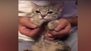 Thank you for visiting my website. Funny Cat Memes Clean Funny Cat And Dog Memes Clean 3 Youtube