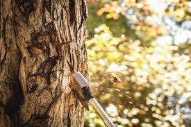 Check spelling or type a new query. Smart Tree Removal Services Gallatin True Cut Tree Care