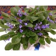 Image result for Saintpauliopsis