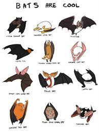 Birds On The Bat Twitter Alberta Bats Albertabats Twitter Cute Bat Bat Art Cute Creatures