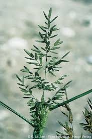 Image result for Eragrostis cilianensis