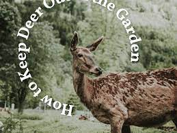 Maybe you would like to learn more about one of these? Best Homemade And Commercial Deer Deterrents For Your Garden Dengarden