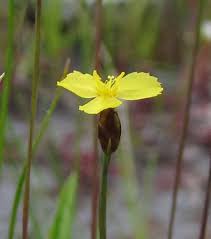 Image result for Xyridaceae