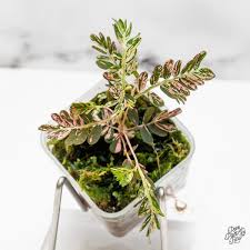 Image result for Phyllanthus bequaertii