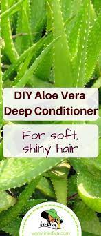 Diy Aloe Vera Deep Conditioner Hair Treatment Aloeveraskincare Diy Hair Treatment Conditioner Hair Treatment Aloe For Hair