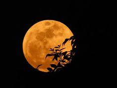 Resultado de imagem para moon of alabama