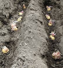 How to prevent potatoes from sprouting. Potatoes Preparing Seed Potatoes Rediscover