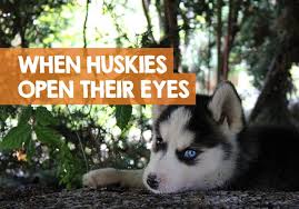 Meet our new husky puppy, shiloh! When Do Husky Puppies Open Their Eyes Ears Timeline