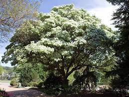 Chinese Fringe Tree Chionanthus Retusus Fringe Tree Flowering Trees Garden Trees