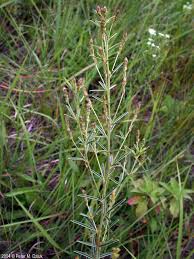 Image result for Buchnera leptostachya