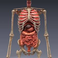 Maybe you would like to learn more about one of these? How Old Are Your Organs To Scientists Surprise Organs Are A Mix Of Young And Old Cells Human Anatomy Art Human Anatomy 3d Body Anatomy