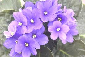 Image result for Streptocarpus solenanthus × eylesii