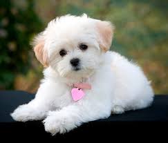 From natural to dramatic colors. Best Maltipoo Haircuts Maltipoo