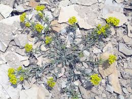 Image result for Psydrax parviflora