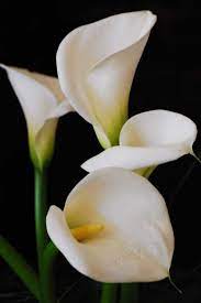 Lillies By Gary Driver Buy This Print White Lily Flower Beautiful Flowers Lilly Flower