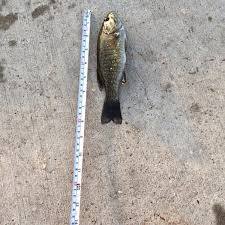 Lake Coeur D Alene Id Fishing Reports Map Hot Spots