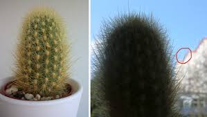 Remove cactus needles very safely and pain free. Small Droplets Of Sticky Sap On Cactus Spines Cactus