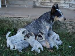 Blue heeler puppies belong to the class of working dogs commonly known as the australian cattle dogs. Australian Cattle Dog Newborn Puppies Online