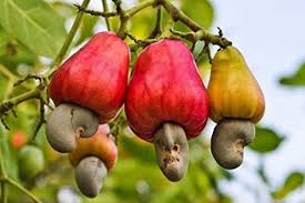 Cashew Nut Kaju Anacardium Cashew Apple Tree Seed 10 Healthy Seeds In 2020 Cashew Apple Cashew Tree Cashew Nut Tree