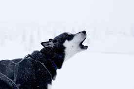 10 Reasons Why Dogs Howl Pethelpful