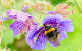 Wall art, nursery or children's room decor. Are Bumblebees Going Extinct Sierra Club