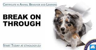 Search for what you need. Certification Programs Ethology Institute Animal Behavior And Training