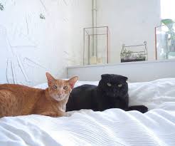 derzhim palchiki chtoby vse vyhodnye byli takimi zhe solnechnymi pogoda prestrannejshaya nochyu takaya groza strashnaya i liven a utrom l cats animals instagram