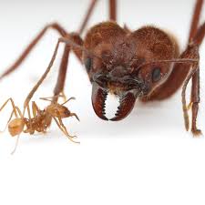 Plos Genetics Bugs And Insects Insects Ants