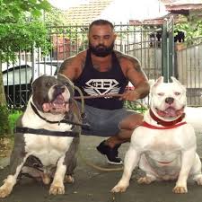 Maybe you would like to learn more about one of these? Brenner House Kennel American Bully Xxl Alicebrenner3 Twitter