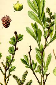 Image result for Myrica