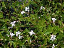 Image result for Lindernia