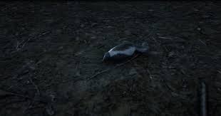 Remember that the animal must have 3 stars when you look at him and use the varmint. I Love You Skunk Look Rdr2 Red Dead Redemption 2 Pelts Guide How To Get Perfect Pelts Where To Sell And Store Them Vg247 Rdr2 Wiki New Player Help Outfits Weapons Horses
