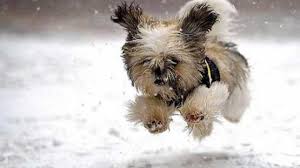 Chihuahua apartine grupului cainilor mici de companie fiind crescuti pe post de companioni si caini de expozitie. Catelusii De Buzunar