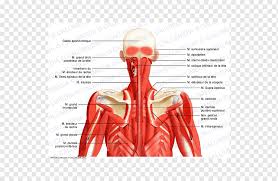 The external part of a human body comprises the head, neck and trunk, forelimbs, and hind limbs. Posterior Triangle Of The Neck Head And Neck Anatomy Human Body Muscle Neck Muscle Text Hand Human Png Pngwing